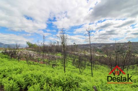 Terreno com Viabilidade Florestal