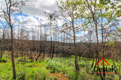 Terreno com Viabilidade Florestal