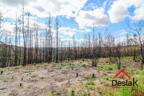 Terreno com Viabilidade Florestal