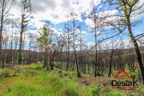 Terreno com Viabilidade Florestal