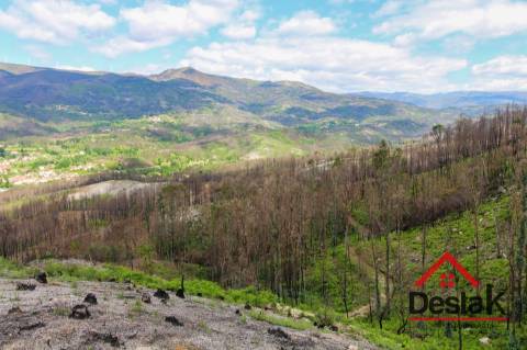 Terreno com Viabilidade Florestal
