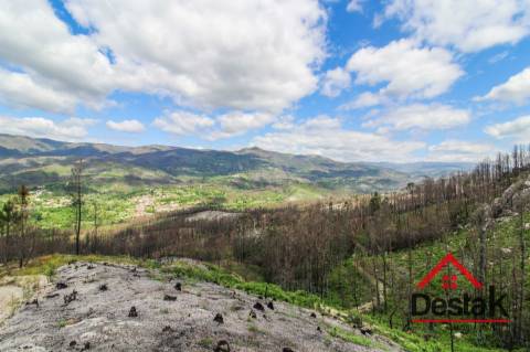 Terreno com Viabilidade Florestal