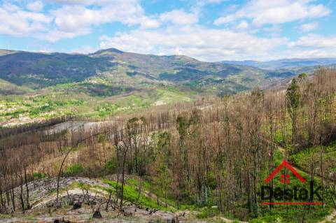 Terreno com Viabilidade Florestal