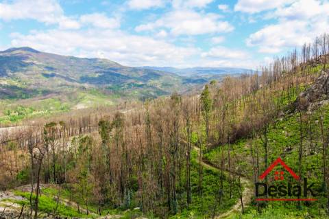 Terreno com Viabilidade Florestal