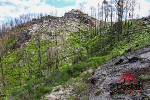 Terreno com Viabilidade Florestal