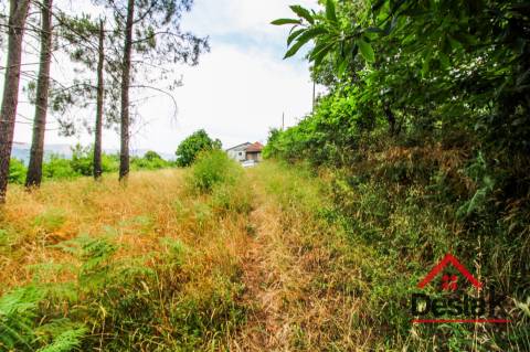 Terreno com Viabilidade Florestal
