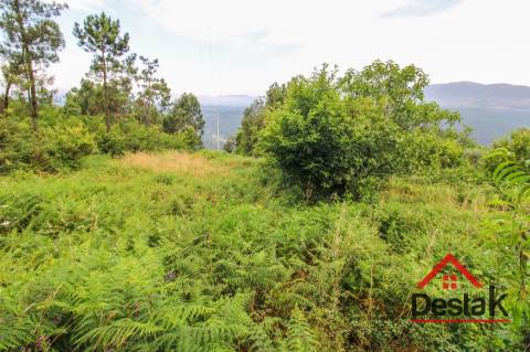 Terreno com Viabilidade Florestal