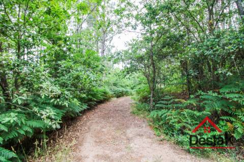 Terreno com Viabilidade Florestal