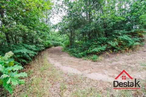 Terreno com Viabilidade Florestal