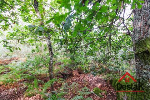 Terreno com Viabilidade Florestal