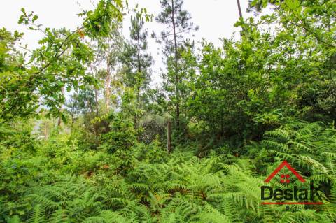 Terreno com Viabilidade Florestal