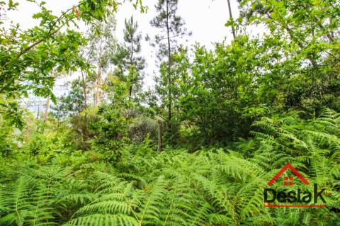Terreno com Viabilidade Florestal