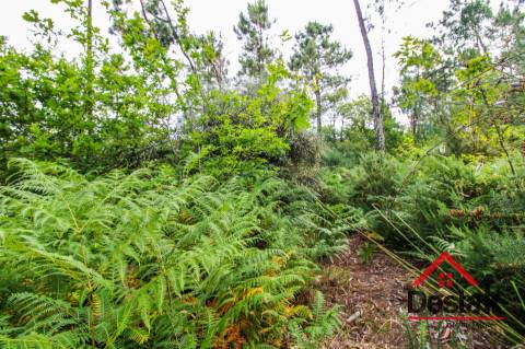 Terreno com Viabilidade Florestal