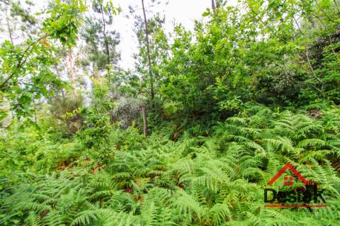 Terreno com Viabilidade Florestal