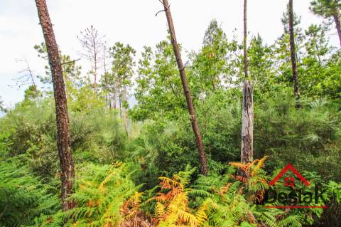 Terreno com Viabilidade Florestal