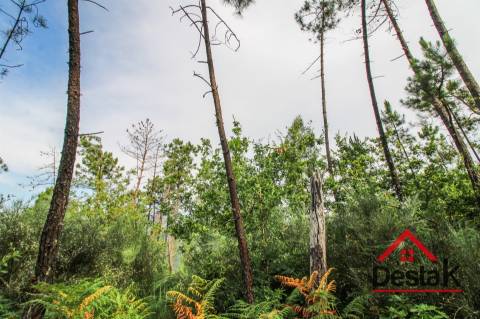 Terreno com Viabilidade Florestal