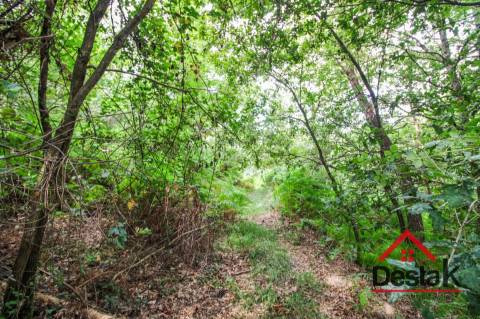 Terreno com Viabilidade Florestal