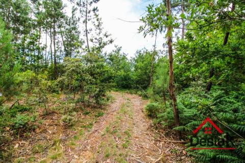 Terreno com Viabilidade Florestal