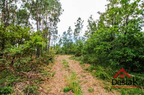 Terreno com Viabilidade Florestal