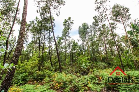 Terreno com Viabilidade Florestal