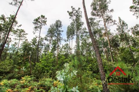 Terreno com Viabilidade Florestal