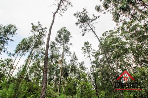 Terreno com Viabilidade Florestal