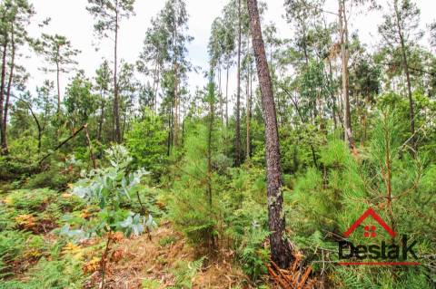 Terreno com Viabilidade Florestal