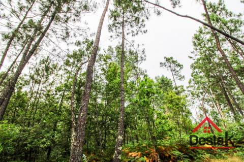Terreno com Viabilidade Florestal