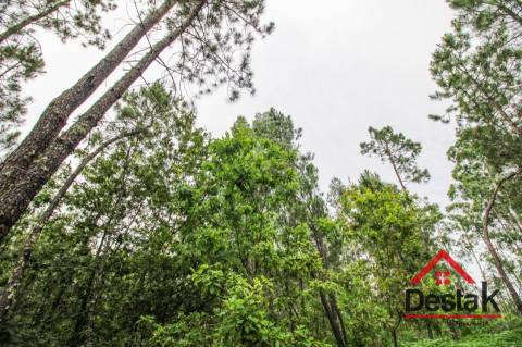 Terreno com Viabilidade Florestal