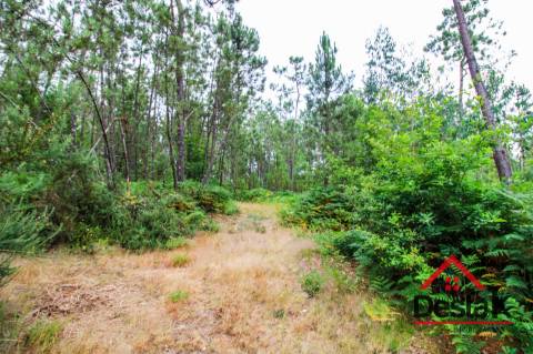 Terreno com Viabilidade Florestal