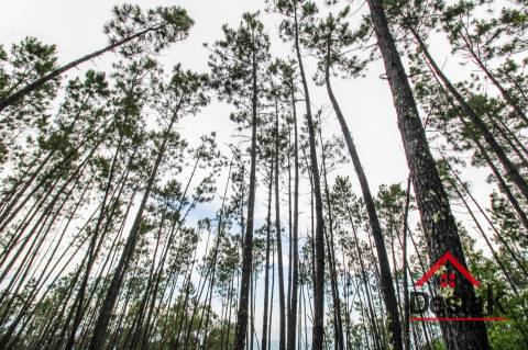 Terreno com Viabilidade Florestal