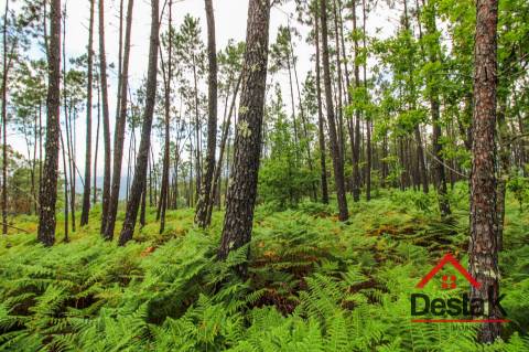 Terreno com Viabilidade Florestal