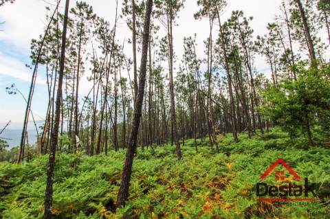 Terreno com Viabilidade Florestal