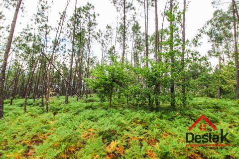 Terreno com Viabilidade Florestal