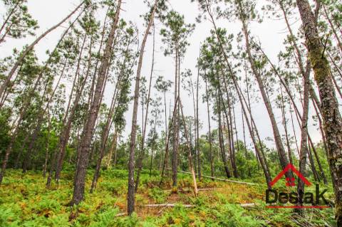 Terreno com Viabilidade Florestal