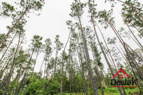 Terreno com Viabilidade Florestal