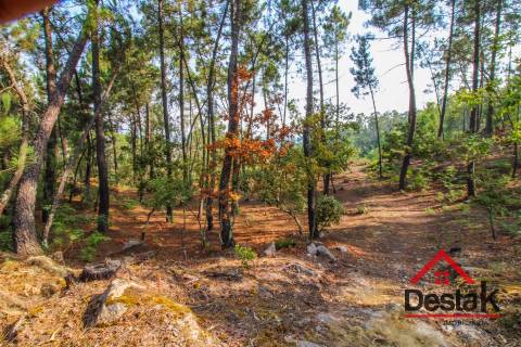 Pinhal para venda em Moçamedes , Vouzela