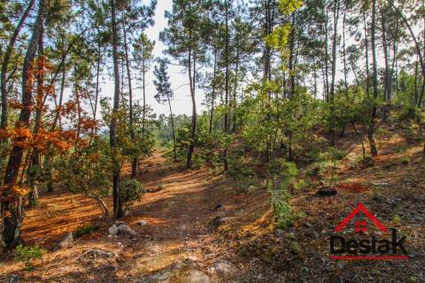 Pinhal para venda em Moçamedes , Vouzela