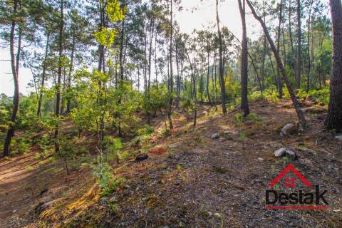 Pinhal para venda em Moçamedes , Vouzela