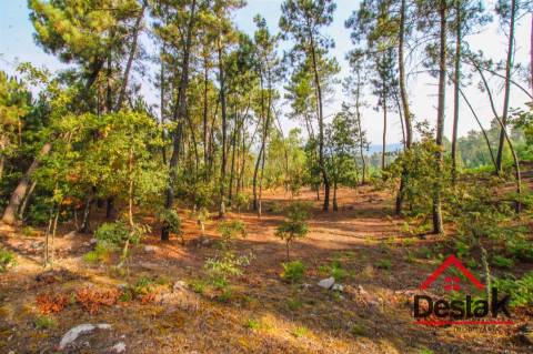 Pinhal para venda em Moçamedes , Vouzela