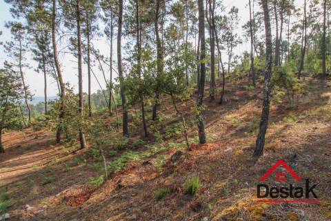Pinhal para venda em Moçamedes , Vouzela