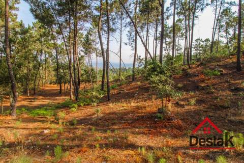 Pinhal para venda em Moçamedes , Vouzela