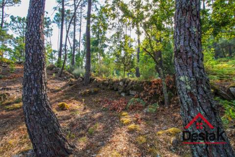 Pinhal para venda em Moçamedes , Vouzela