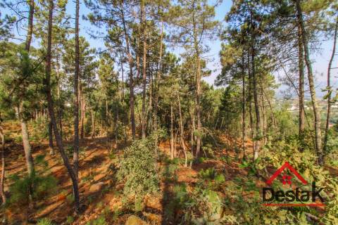Pinhal para venda em Moçamedes , Vouzela