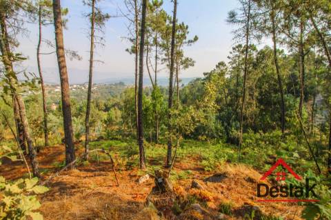 Pinhal para venda em Moçamedes , Vouzela