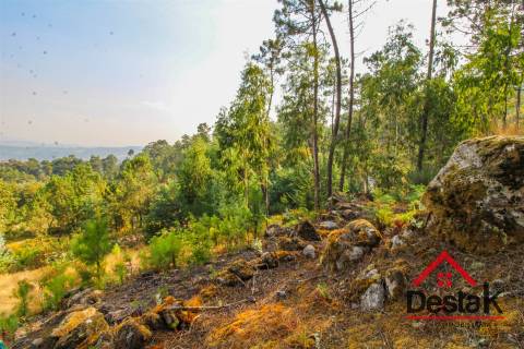 Pinhal para venda em Moçamedes , Vouzela