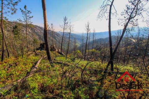 Terreno com Viabilidade Florestal para venda