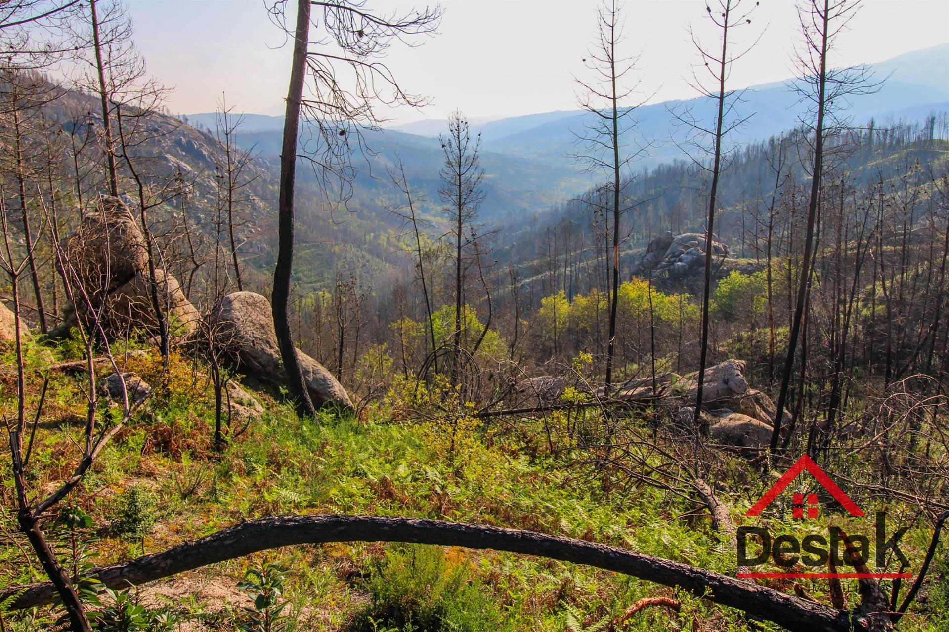 Terreno com Viabilidade Florestal para venda