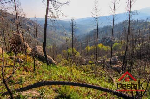 Terreno com Viabilidade Florestal para venda