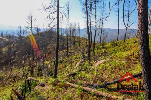 Terreno com Viabilidade Florestal para venda